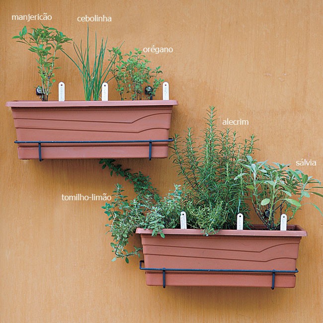 Enraizamento na Água: Para Quais Plantas Funciona Melhor? - inspiração 2