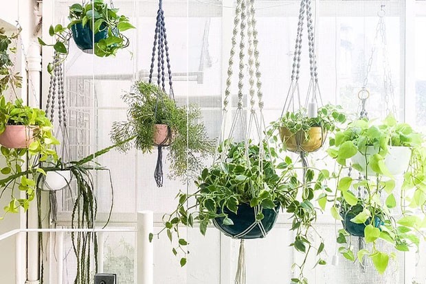 Divisão de Touceira: Quando e Como Separar Suas Plantas - inspiração 1