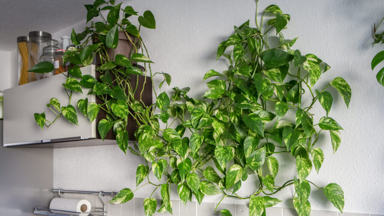 Divisão de Touceira: Quando e Como Separar Suas Plantas - inspiração 2