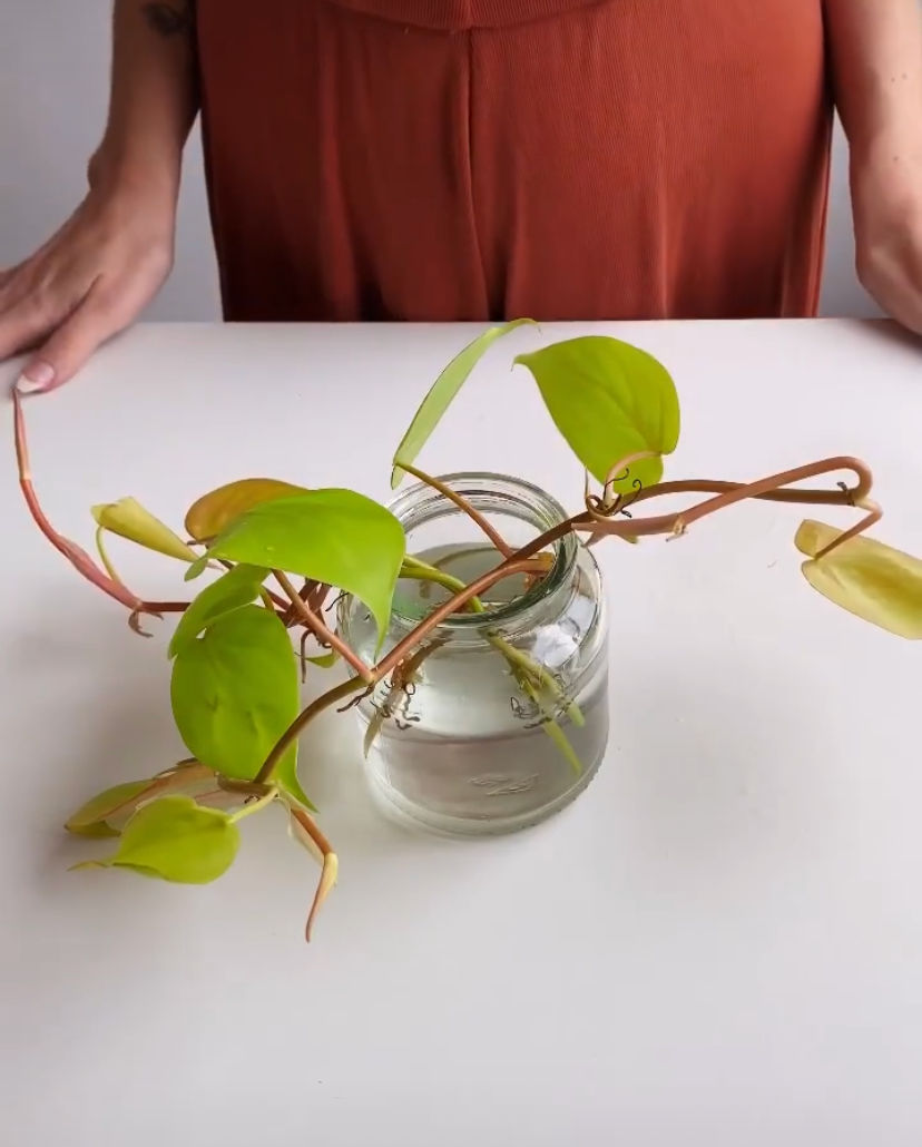 Divisão de Touceira: Quando e Como Separar Suas Plantas - inspiração 3