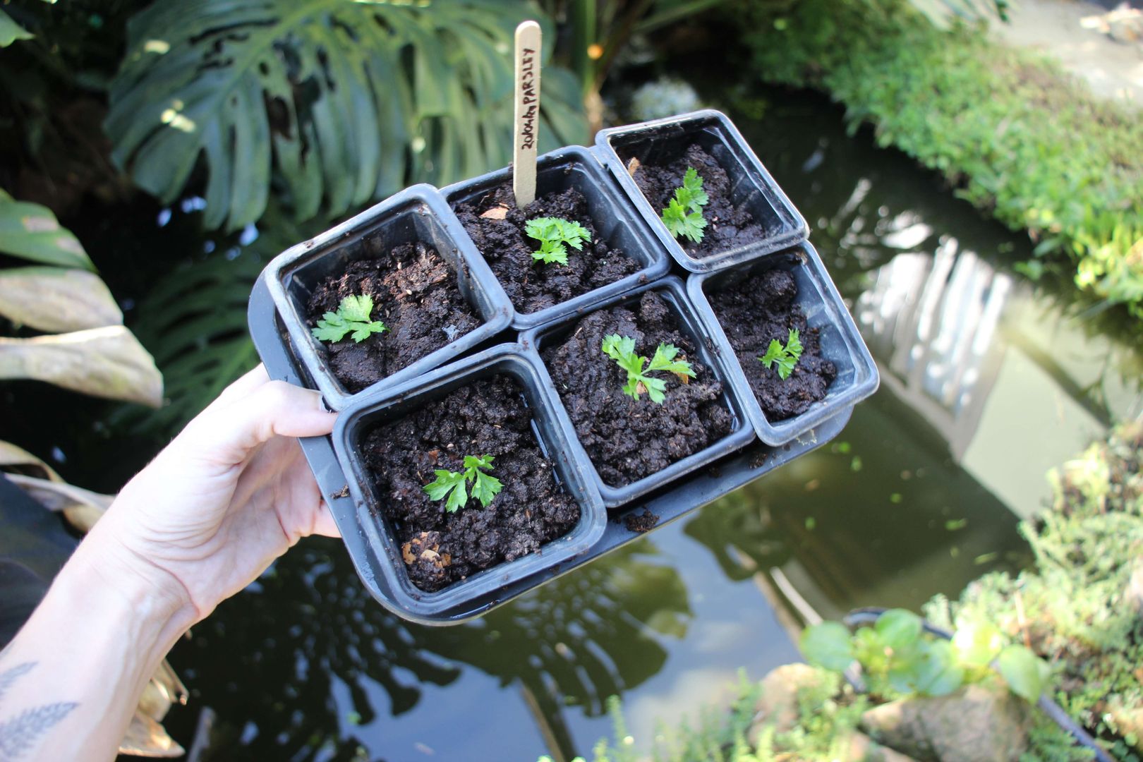 Semeando Sucesso: Dicas Para a Germinação Ideal - inspiração 1