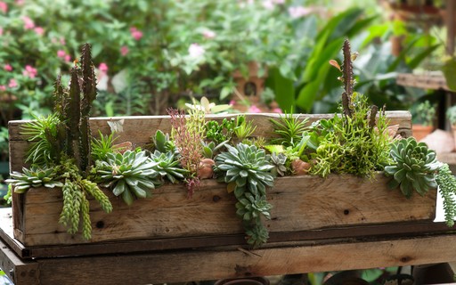 O Segredo do Substrato: A Mistura Certa Para Cada Muda - inspiração 3