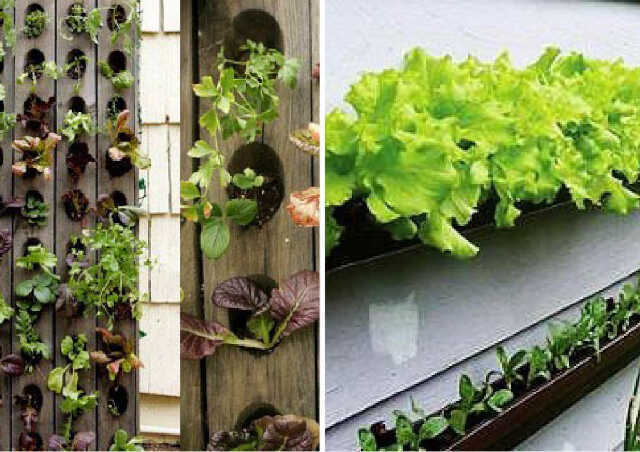 Canela no Jardim: Como Usar Esse Fungicida Natural - inspiração 1