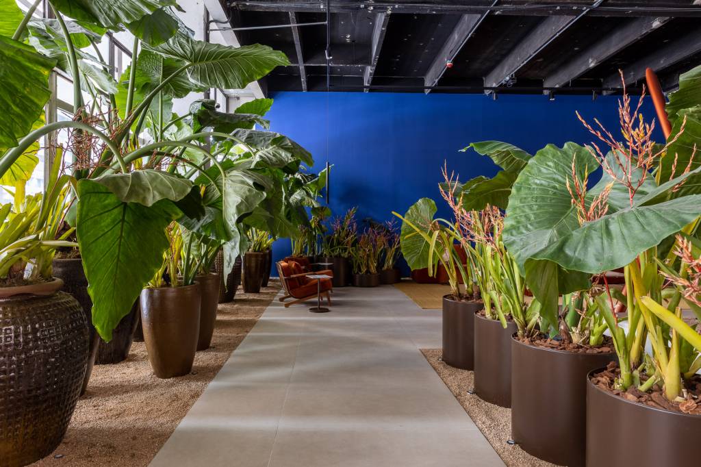 Canela no Jardim: Como Usar Esse Fungicida Natural - inspiração 2