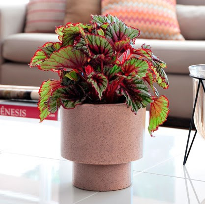 Iluminação Ideal: Onde Colocar Suas Mudas Para Crescerem Fortes - inspiração 2