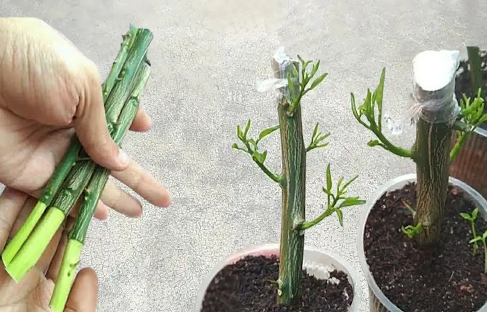 Plantas Para Iniciantes: Comece Com Estas Espécies Resilientes - inspiração 1