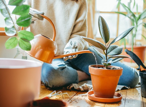 Dica 2: Escolha o Horário Perfeito: Manhã Traz Vida, Noite Traz Fungos - inspiração 1