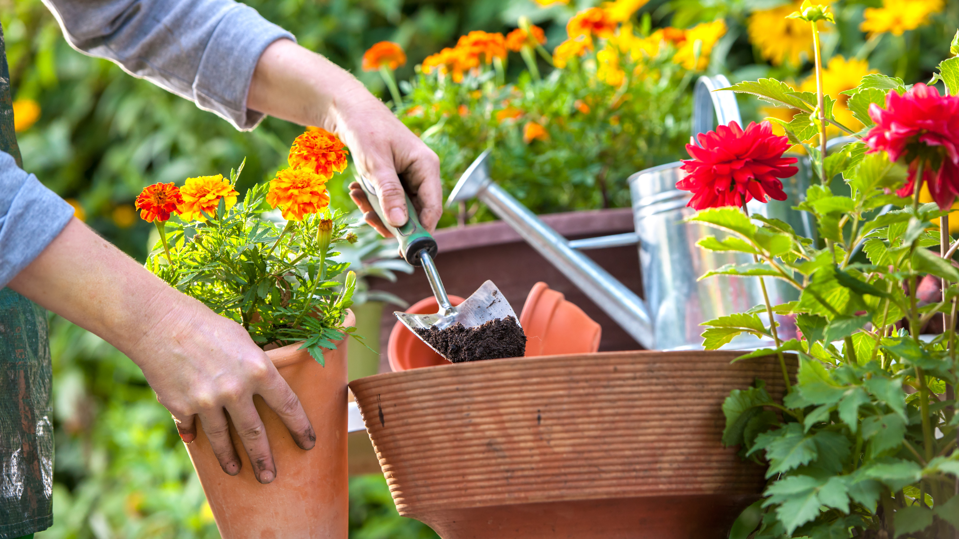 Dica 7: Suculentas: Menos Água, Mais Amor (e um Palito de Churrasco!) - inspiração 2