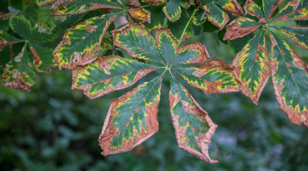 Dica 10: Observe os Sinais de Alerta - inspiração 2