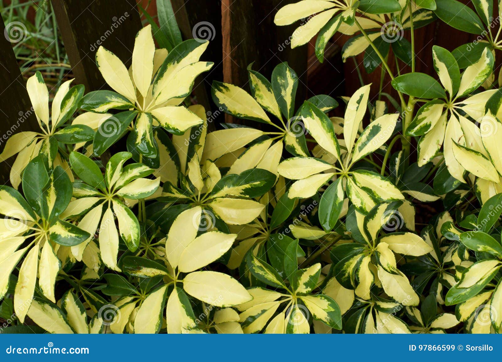 Dica 4: Invista em Adubação Inteligente - inspiração 1