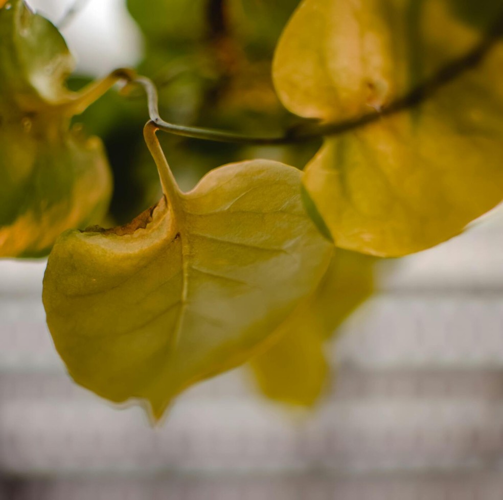 Dica 4: Invista em Adubação Inteligente - inspiração 3