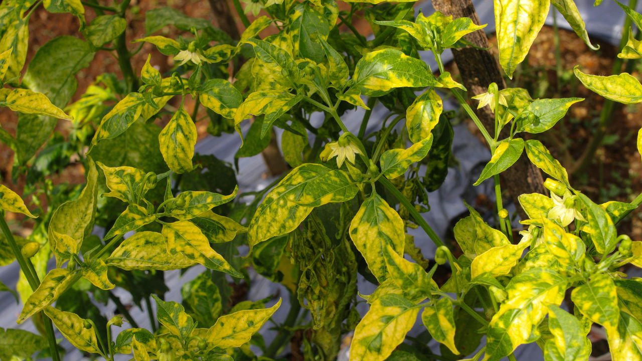 Dica 5: Combata Pragas Rapidamente - inspiração 3