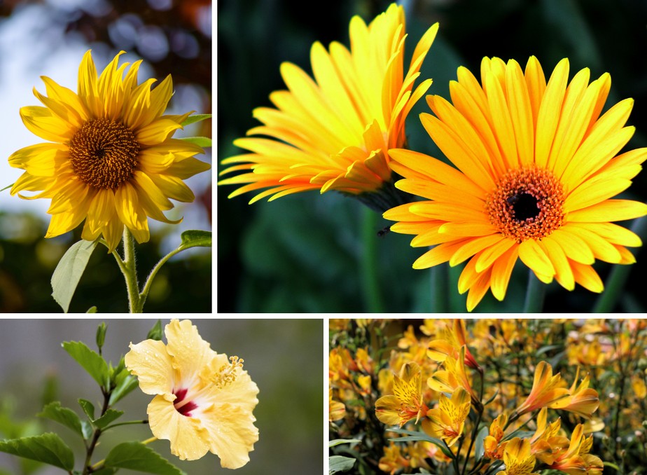 Dica 7: Fique Atenta ao Substrato - inspiração 1