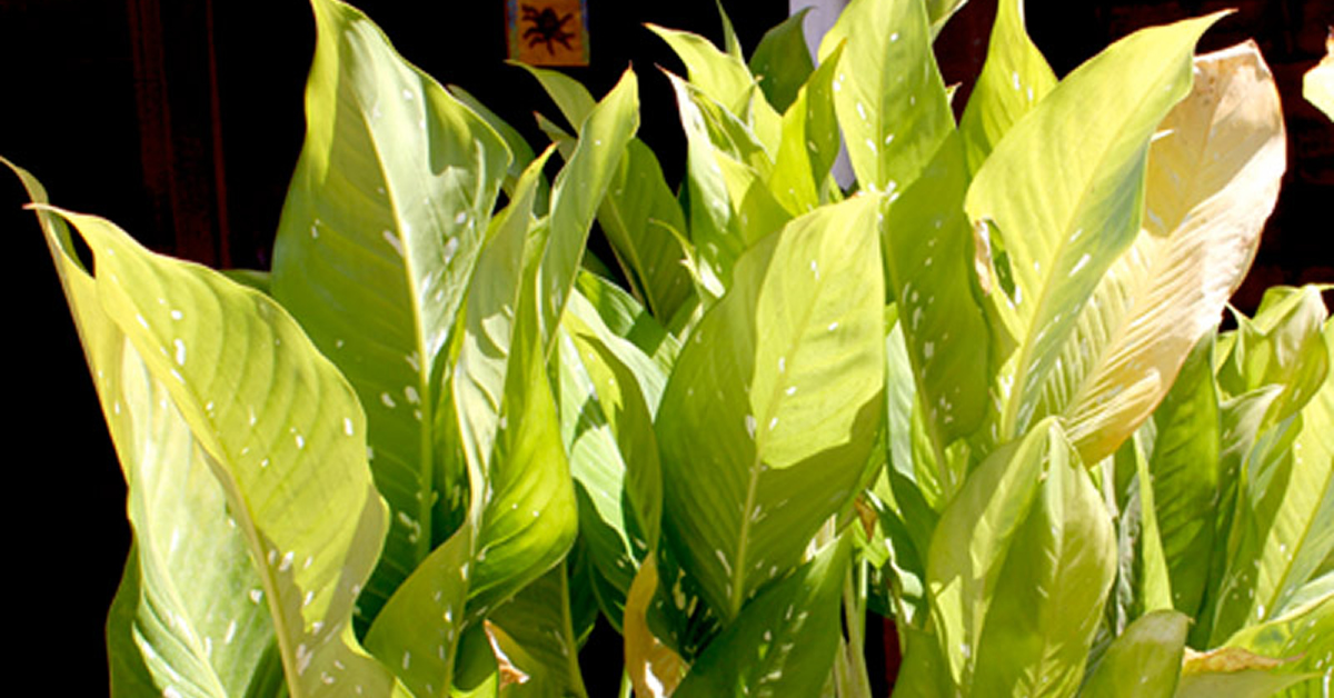 Dica 8: Cuidado com o Estresse Pós-Transplante - inspiração 1