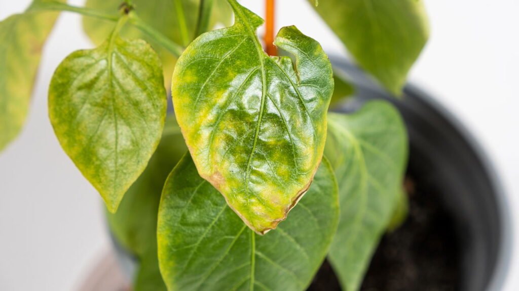 Dica 9: Use Fungicidas com Atenção - inspiração 3