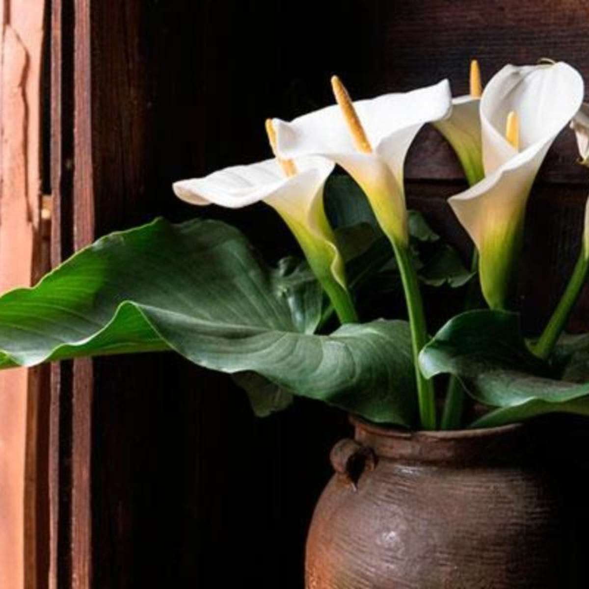 A Escolha do Vaso Perfeito: Profundidade é tudo! - inspiração 1