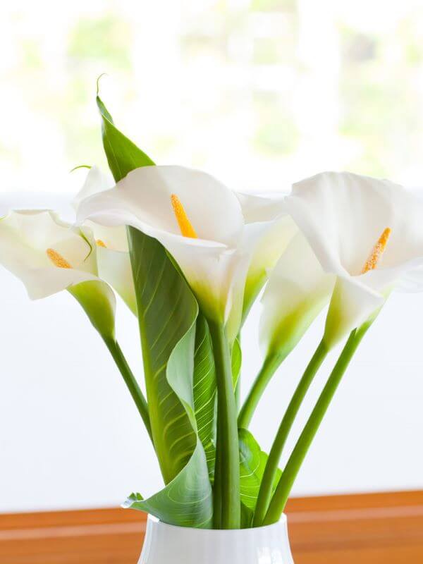 A Escolha do Vaso Perfeito: Profundidade é tudo! - inspiração 2