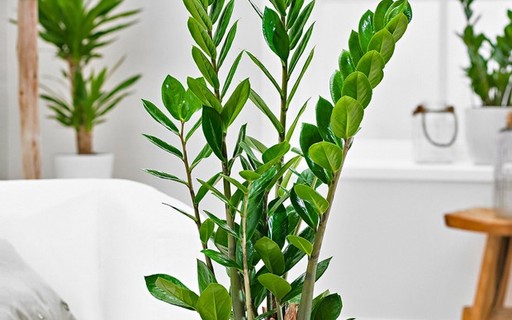 Copo de Leite em Ambientes Internos: Dicas de Decoração - inspiração 3