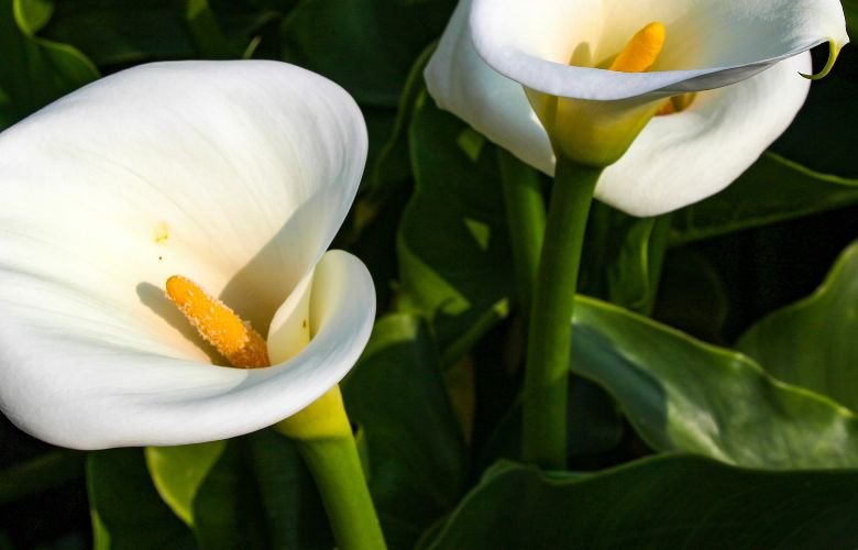 Atenção aos Sinais: Folhas Amareladas? Saiba o Que Fazer - inspiração 1