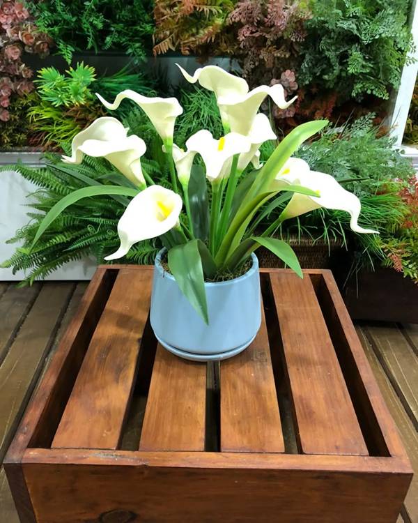 Atenção aos Sinais: Folhas Amareladas? Saiba o Que Fazer - inspiração 2