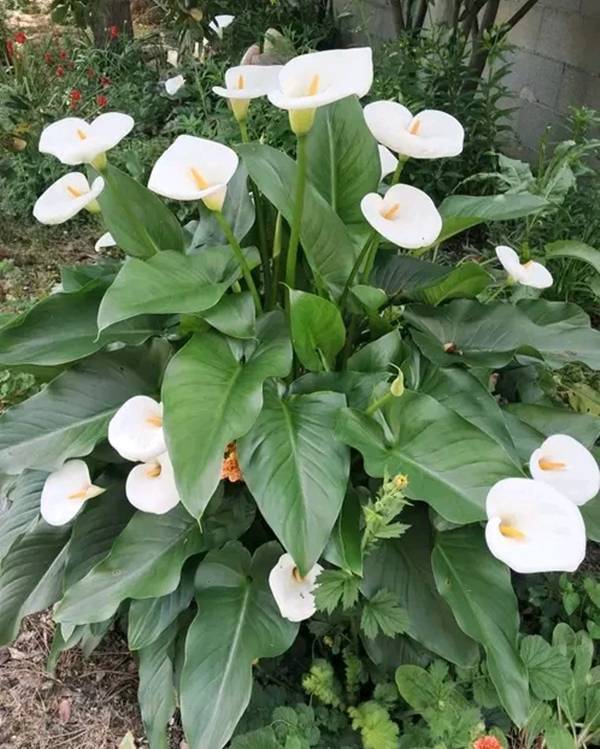 Multiplicação Caseira: Expanda Seu Jardim - inspiração 1