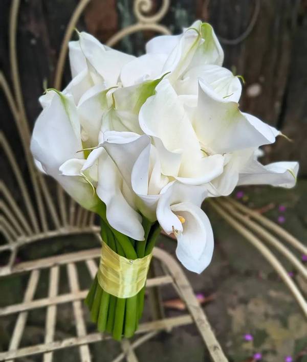 Multiplicação Caseira: Expanda Seu Jardim - inspiração 2