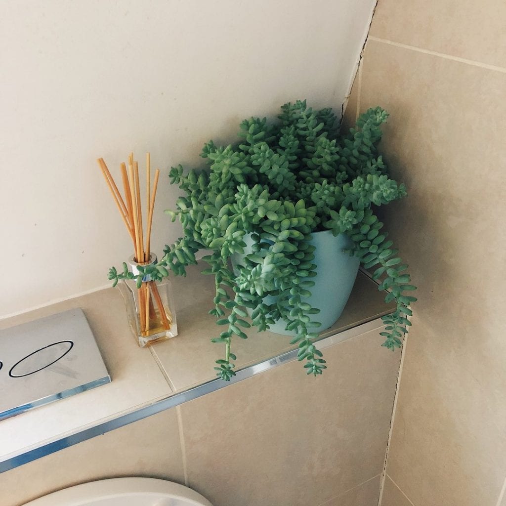 Lírio-da-Paz: Um Toque de Serenidade Para Relaxar no Banho - inspiração 2