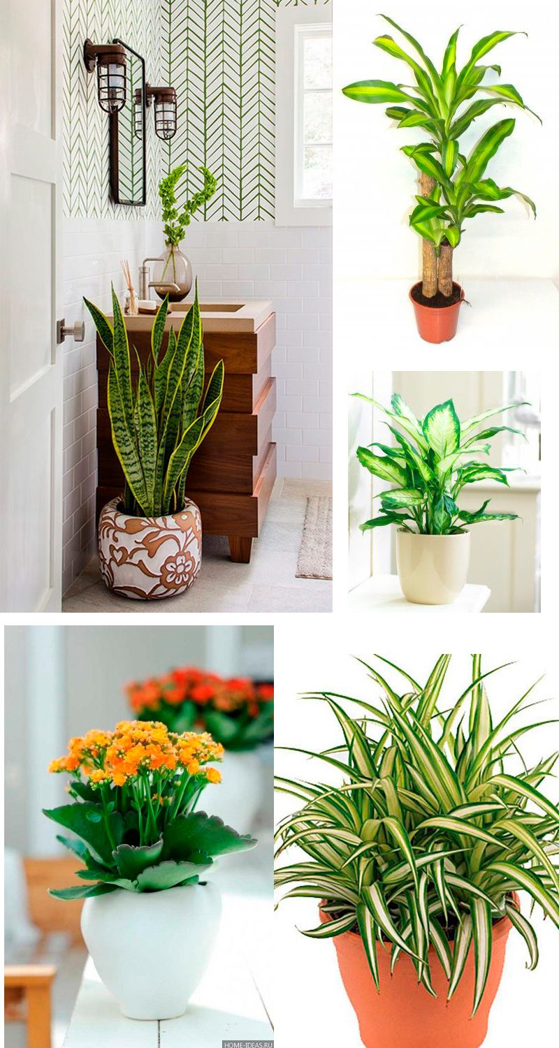 Lírio-da-Paz: Um Toque de Serenidade Para Relaxar no Banho - inspiração 3