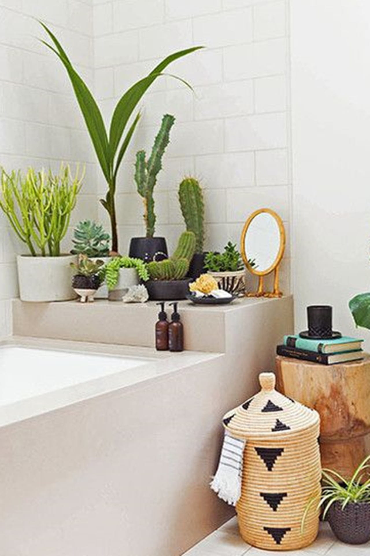 Peperômia: Pequena Notável Que Filtra o Ar e Decora - inspiração 2