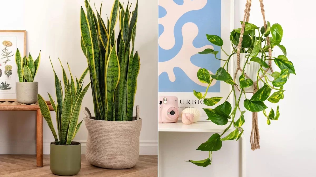 Jiboia: A campeã na remoção de toxinas - inspiração 2