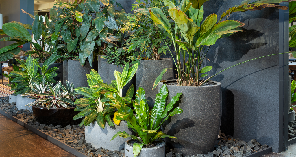 Lírio-da-Paz: Beleza, purificação e energias positivas - inspiração 1