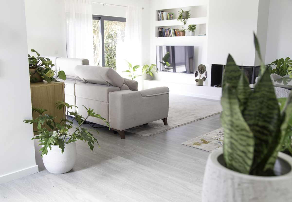 Clorofito: Adeus, monóxido de carbono e formaldeído! - inspiração 2