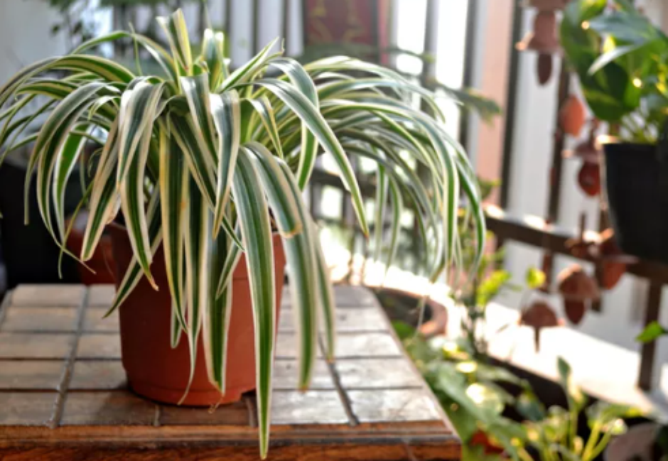 Clorofito: Adeus, monóxido de carbono e formaldeído! - inspiração 3