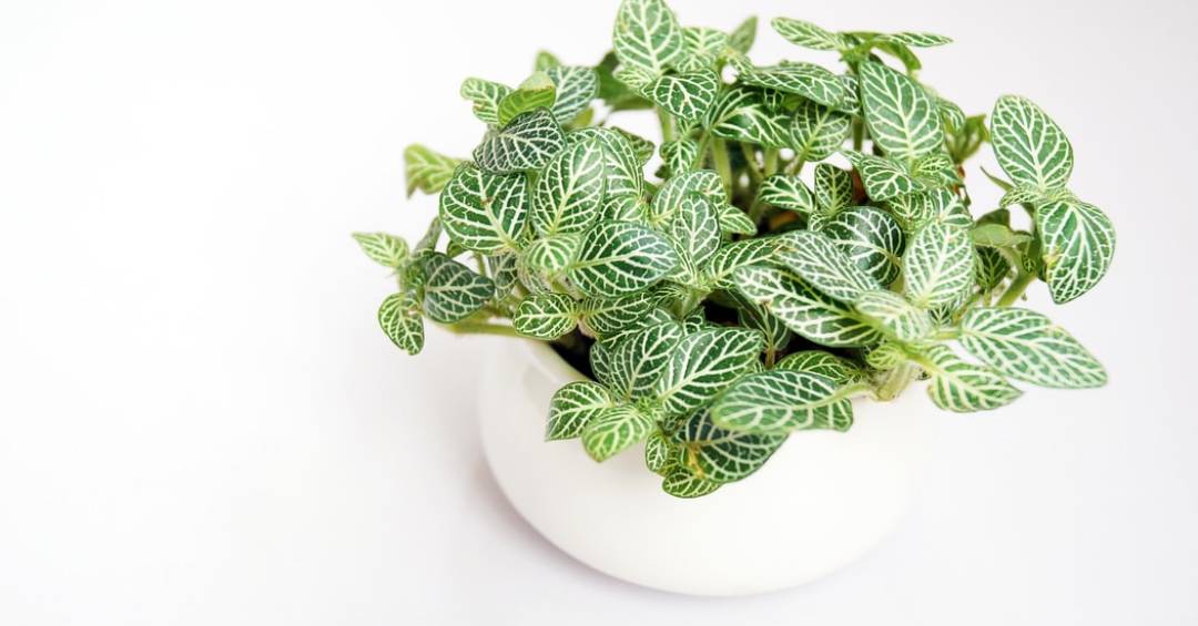 Dracena: Elegância que combate a poluição do ar - inspiração 2