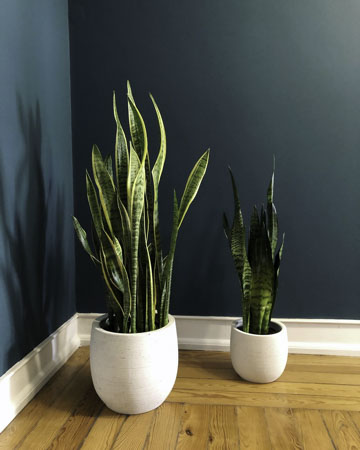 Calatéia: Controle da umidade com estilo - inspiração 1