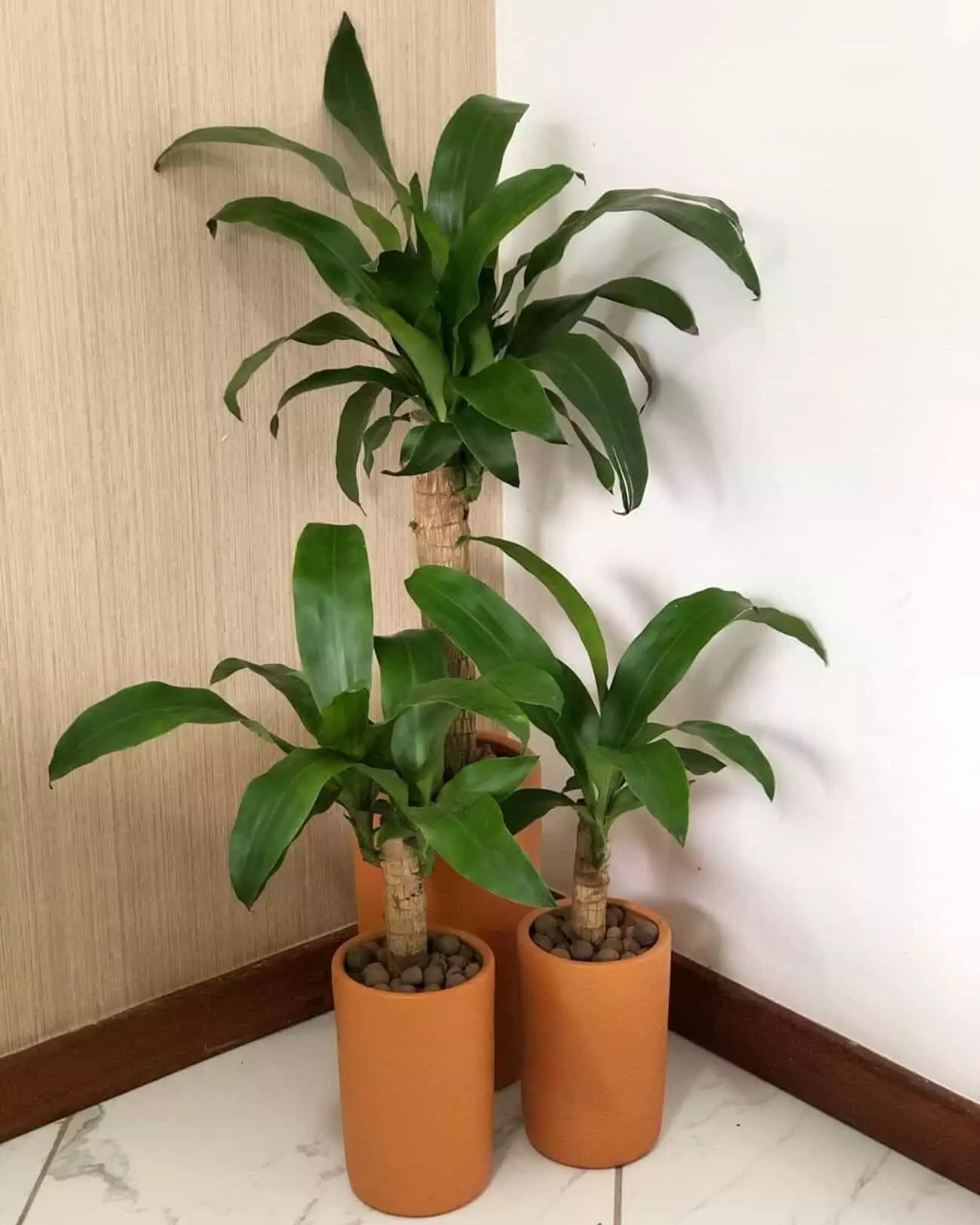 Calatéia: Controle da umidade com estilo - inspiração 2