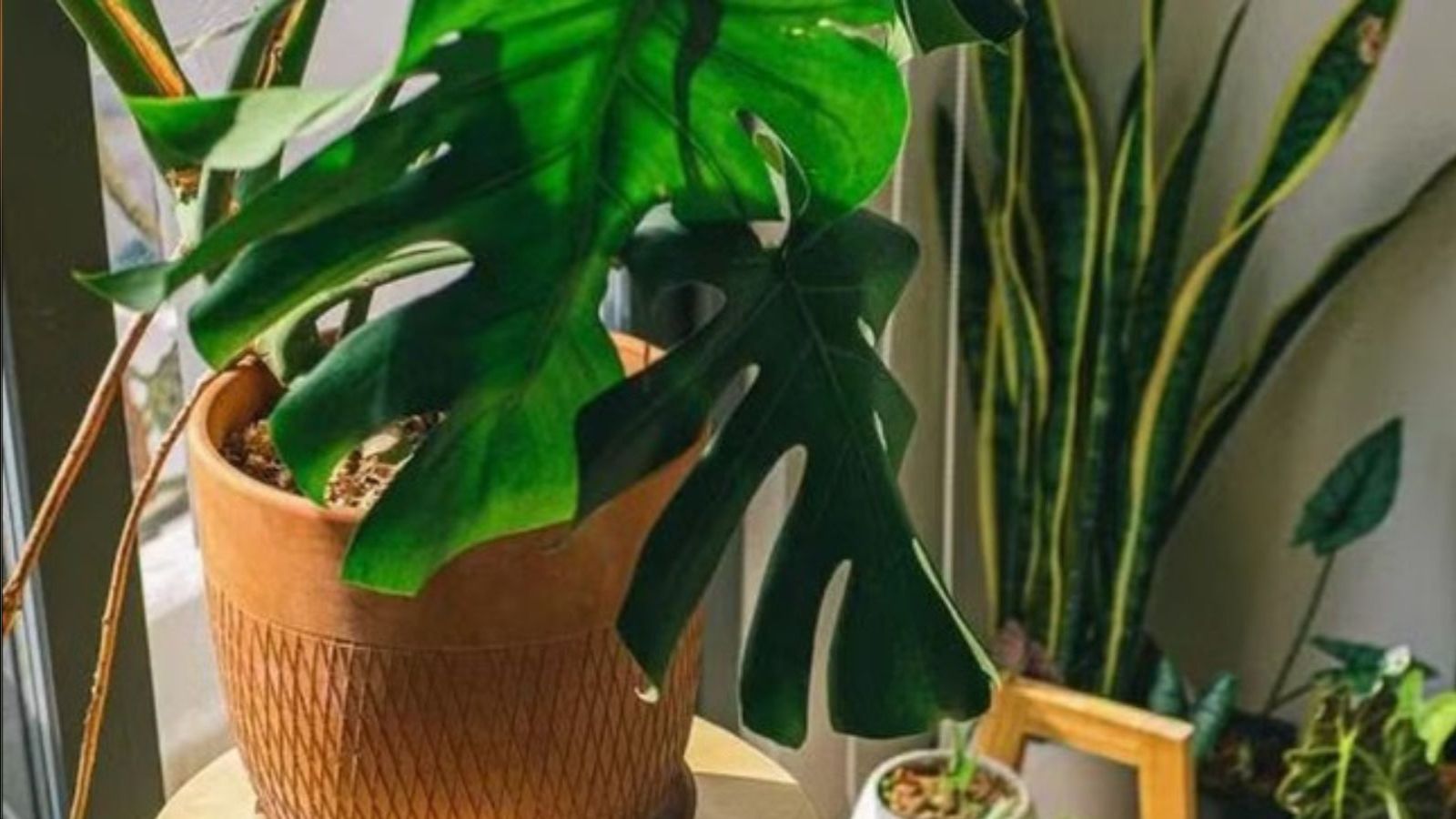 Hera Inglesa: Para quem busca uma purificação intensa - inspiração 1