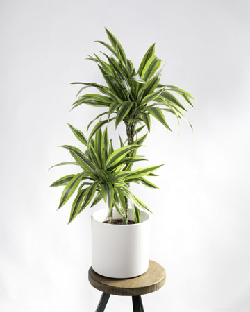 Hera Inglesa: Para quem busca uma purificação intensa - inspiração 3