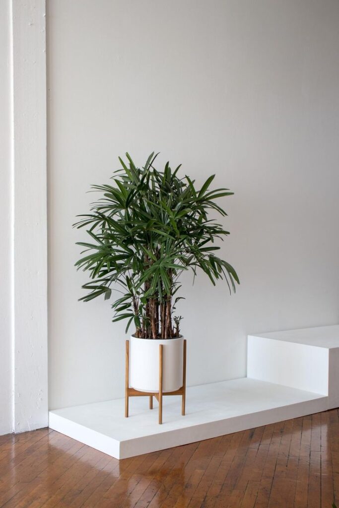 Ervas Aromáticas: Sabor e Segurança Lado a Lado - inspiração 1