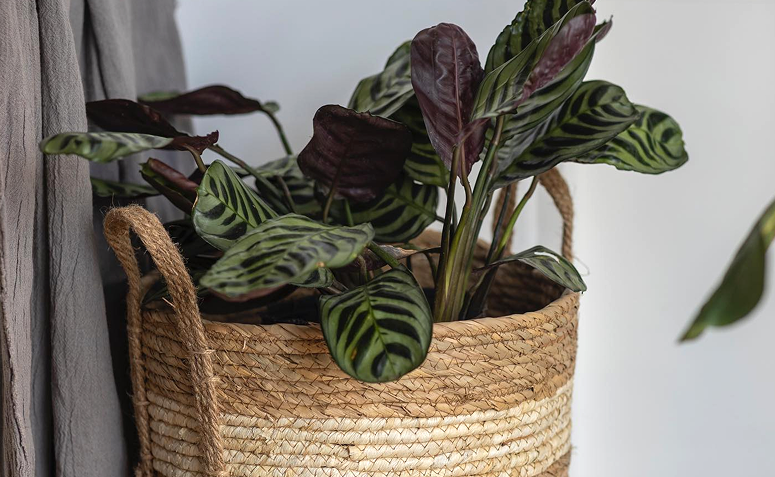 Ervas Aromáticas: Sabor e Segurança Lado a Lado - inspiração 3