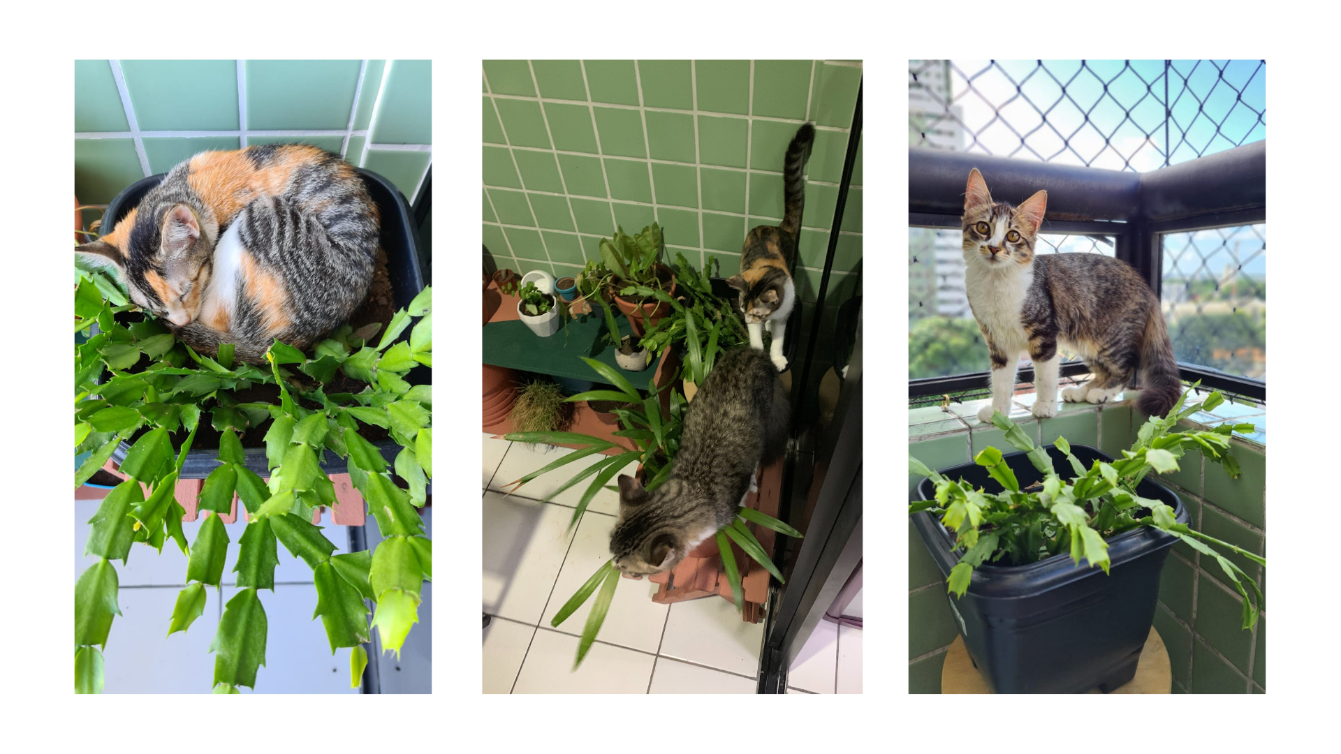 Camedórea-Elegante: Um Toque Tropical Seguro - inspiração 1