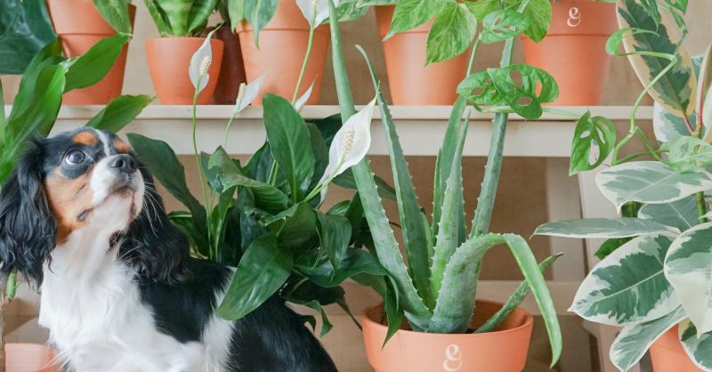 Marantas e Calatheas: Beleza Exótica Sem Riscos - inspiração 2