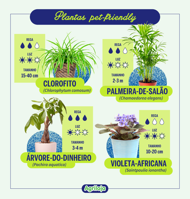 Peperômias: Miniaturas Charmosas e Inofensivas - inspiração 2