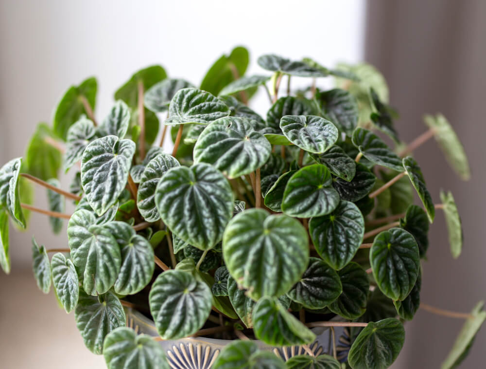 Peperômias: Miniaturas Charmosas e Inofensivas - inspiração 3