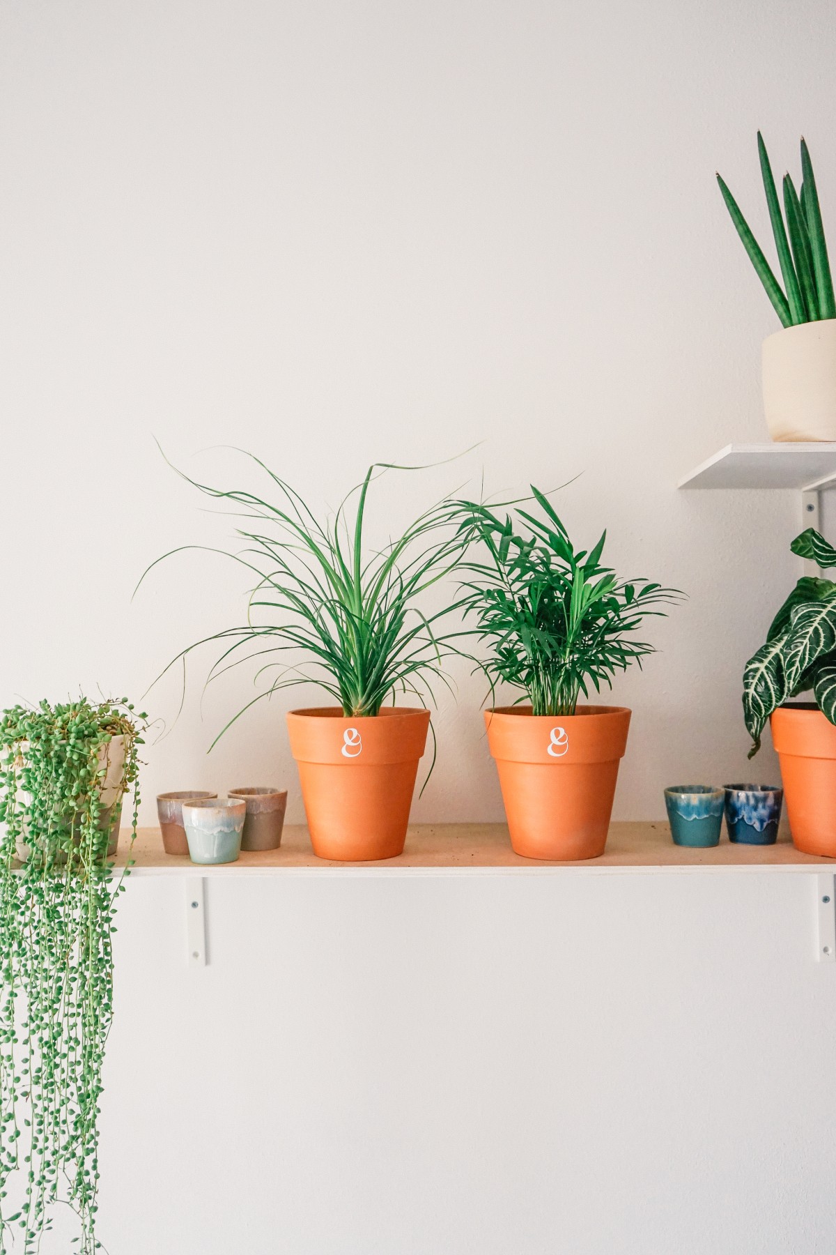 Samambaia-Americana: Elegância Clássica Sem Toxinas - inspiração 1