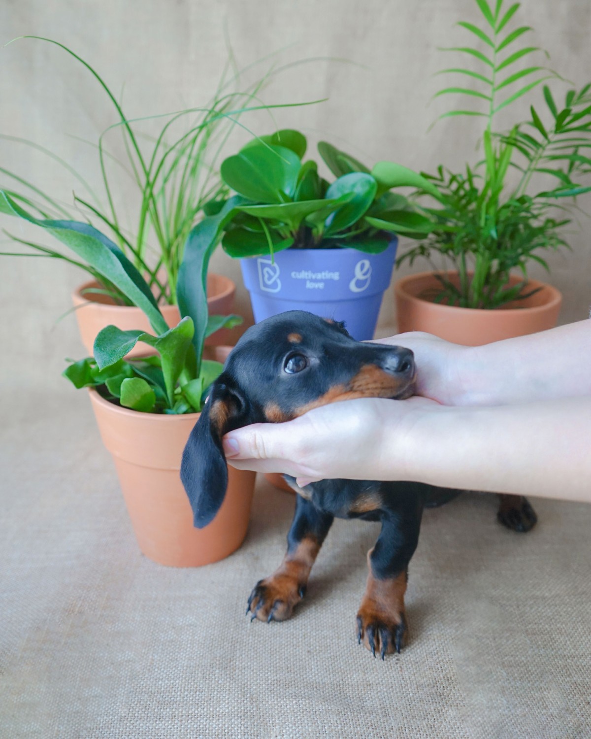 Pata-de-Elefante: Escultura Natural Segura para Pets - inspiração 2