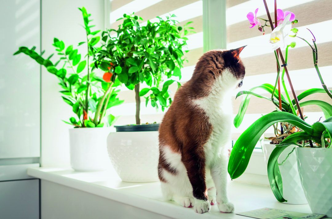 Bromélias: Cores Vibrantes e Paz de Espírito - inspiração 2