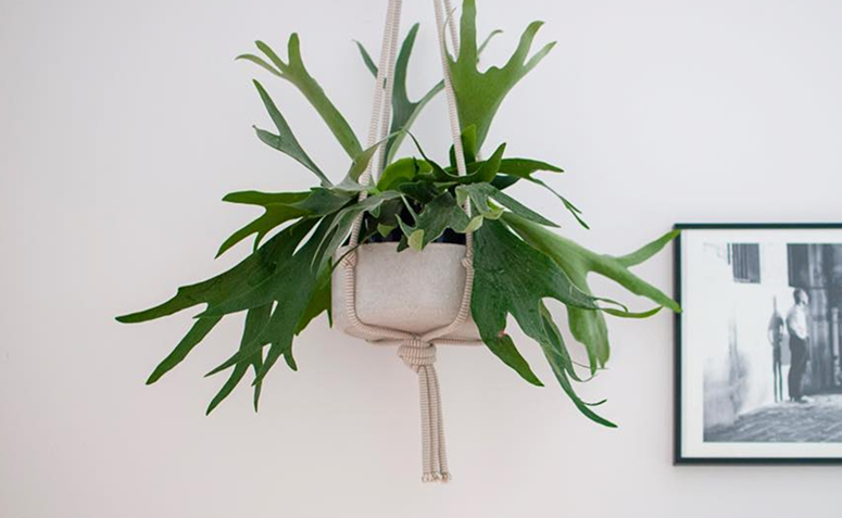 Orquídeas: Sofisticação Segura para Seus Amores - inspiração 1