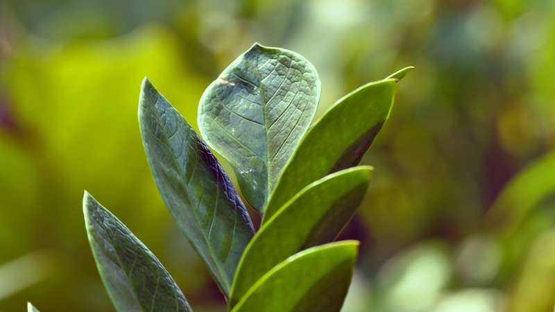 Identifique a Gutação: Não Confunda com Orvalho! - inspiração 3