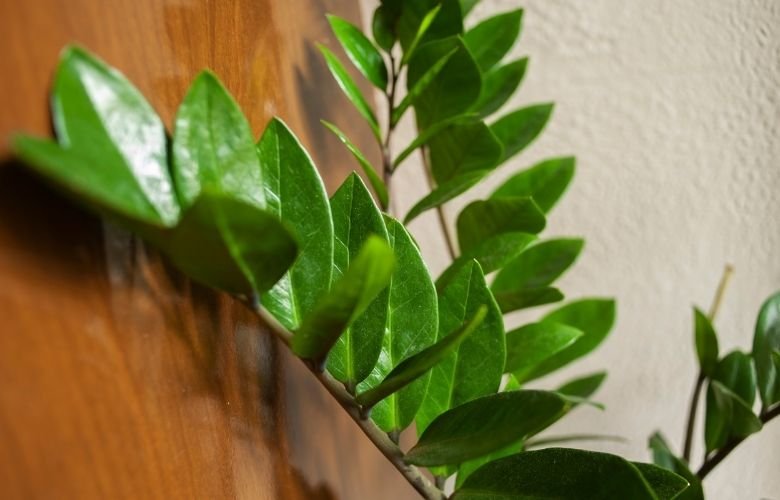 Atenção ao Excesso de Água: A Principal Causa do 'Choro' - inspiração 1